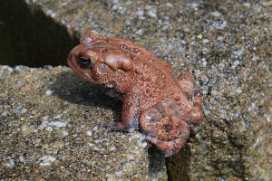 6 Kinds of Toads in Florida (Pictures)