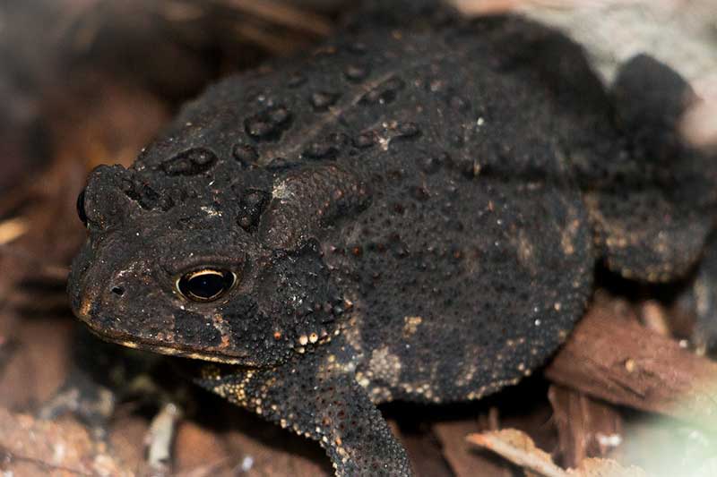 American toad