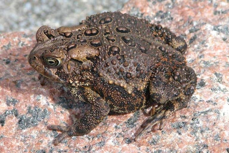 16 Species of Toads in Texas (Pictures) The Critter Hideout