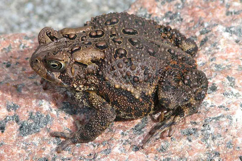 American toad