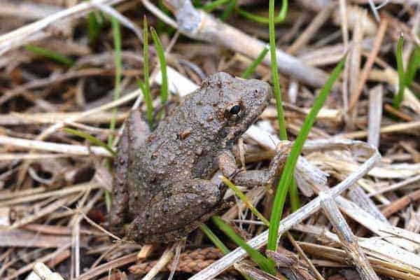 Blanchard's Cricket Frog