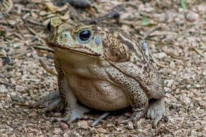 Invasive Frogs in Florida (4 Species)