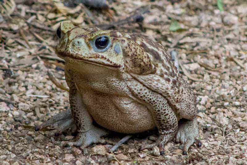 Cane toad