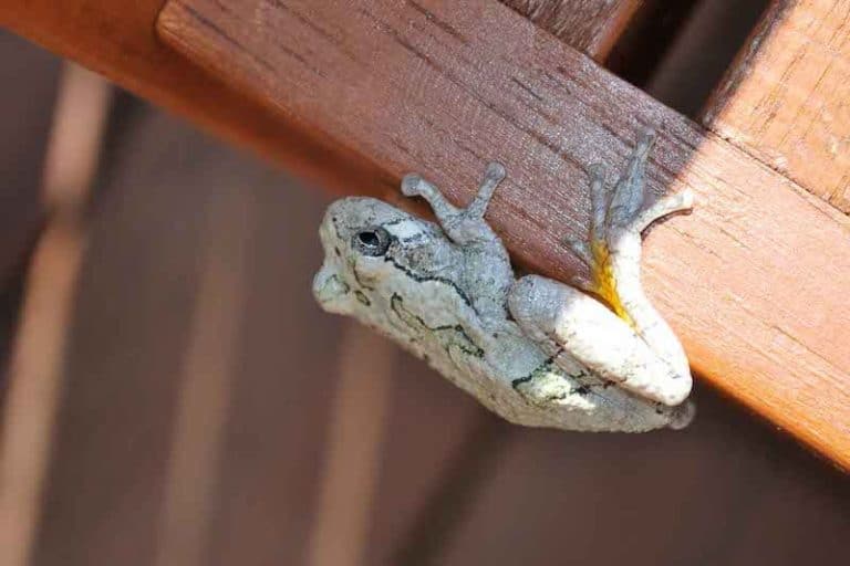 6 Types of Tree Frogs in Ohio (Pictures) The Critter Hideout