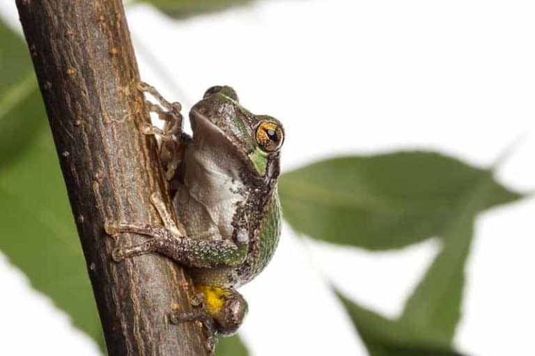 10 Species of Tree Frogs in Oklahoma (Pictures) The Critter Hideout