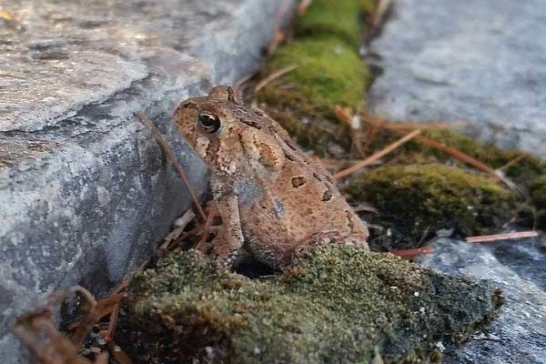 fowler's toad