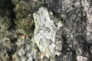 12 Facts About Gray Tree Frogs