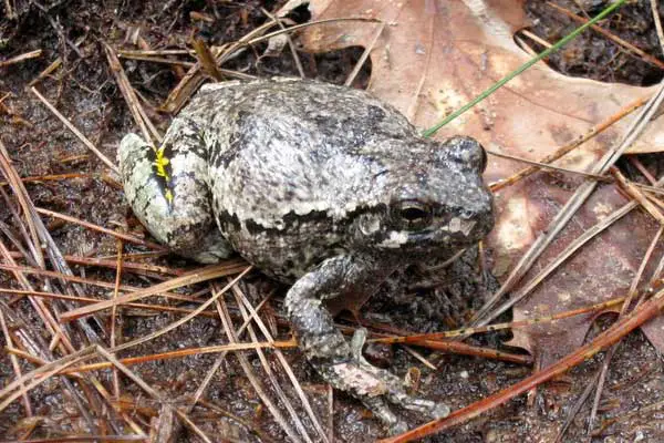 Gray treefrog in moist soil