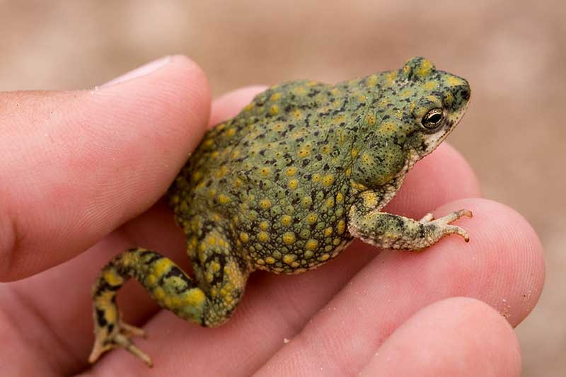 Green toad