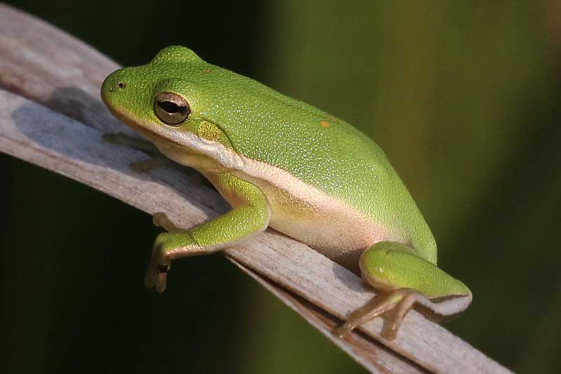 green tree frog