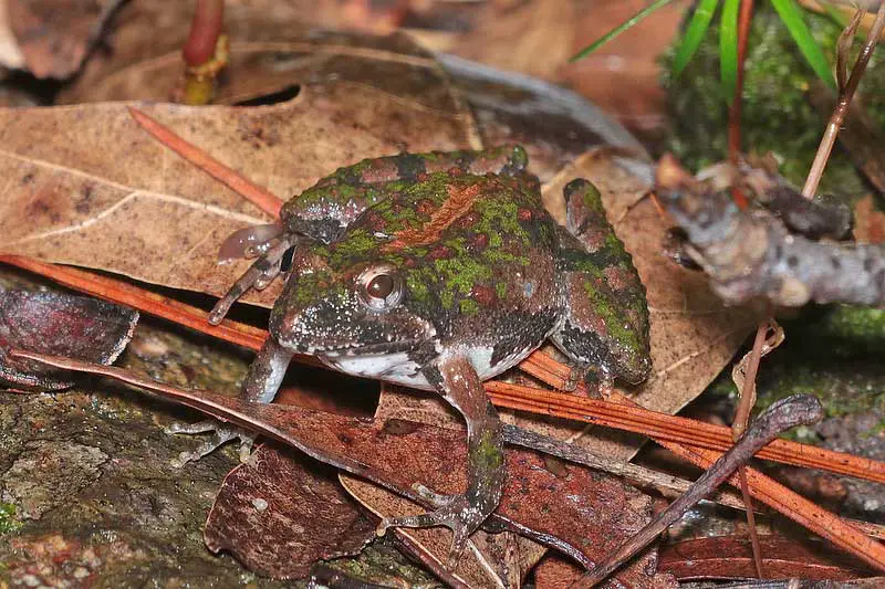 northern cricket frog on leaves