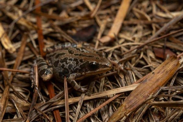 Southern Chorus Frog