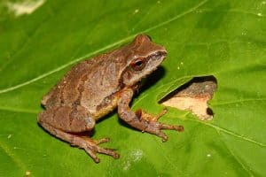 10 Types of Tree Frogs in Illinois (Pictures)