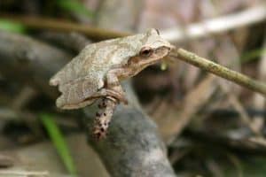 7 Types of Tree Frogs in New York - The Critter Hideout