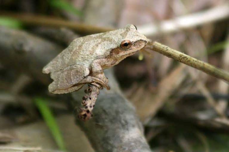 16 Types of Tree Frogs in North Carolina (Pictures) The Critter Hideout