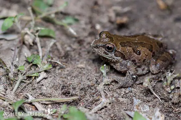 Strecker's chorus frog