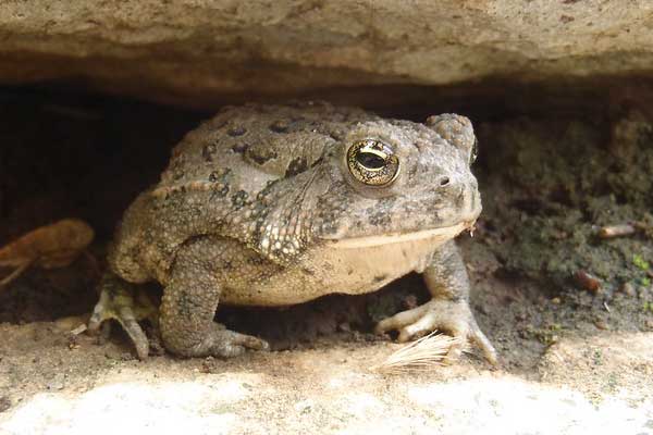 Woodhouse's toad