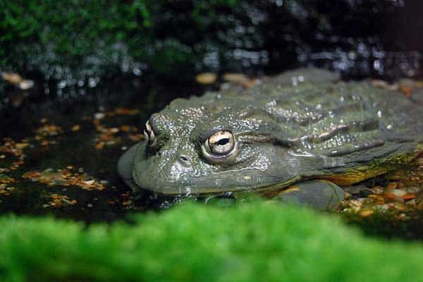 African bullfrog