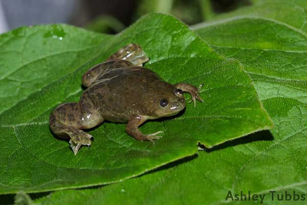 African Clawed Frog