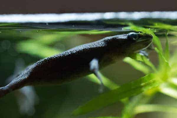 African Dwarf Frog