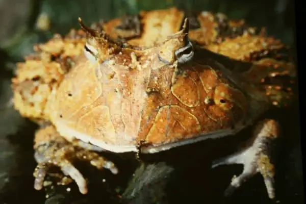 Amazon horned frog