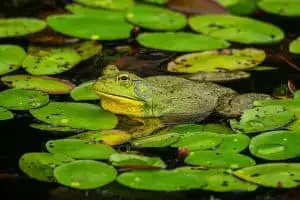 Do frogs migrate? (Not Like Other Animals)