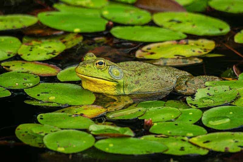 American bullfrog