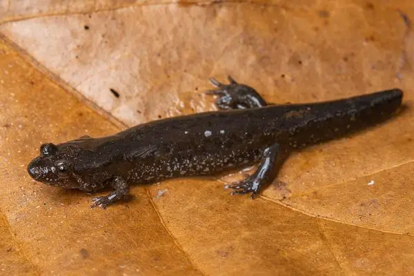 Apalachicola Dusky Salamander on a dry leaf
