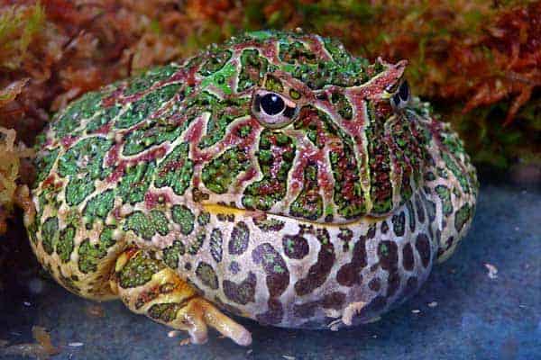 Argentine horned frog