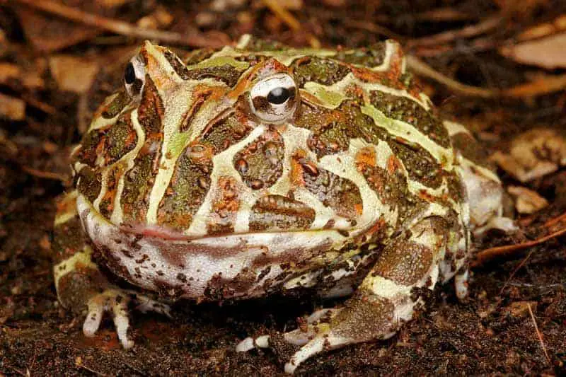 Are Pacman Frogs Good Pets? - The Critter Hideout