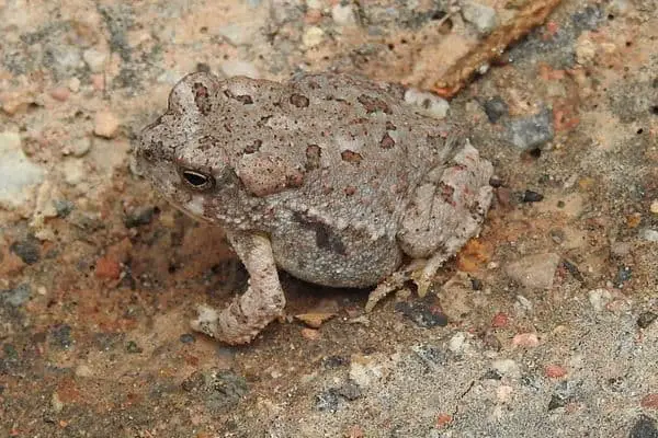 Arizona Toad on the ground