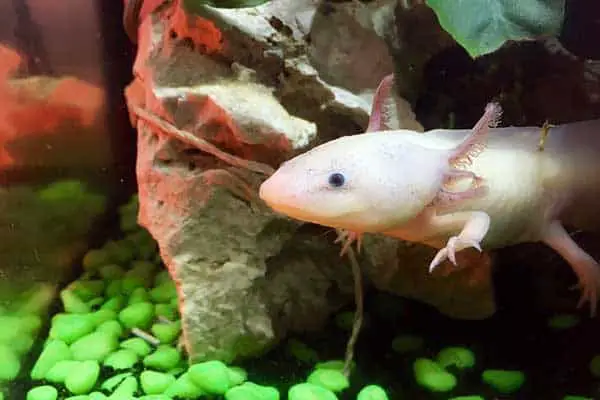 Cute Axolotl