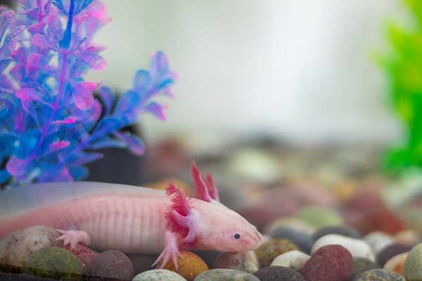 Pink Axolotl