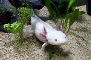 22 Amazing Facts About Axolotls