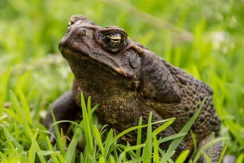 Cane toad marine toad