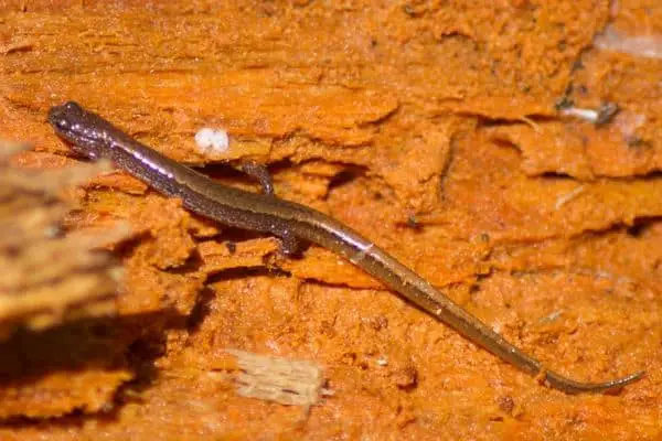 Dwarf Salamander on desert