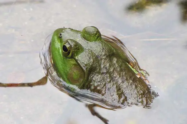 American bullfrog partially submerged