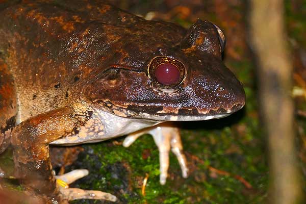 giant river frog