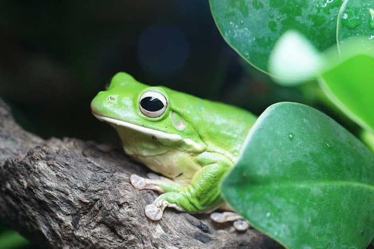 Do Tree Frogs Make Good Pets? The Critter Hideout