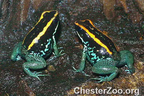 Golfodulcean poison frogs