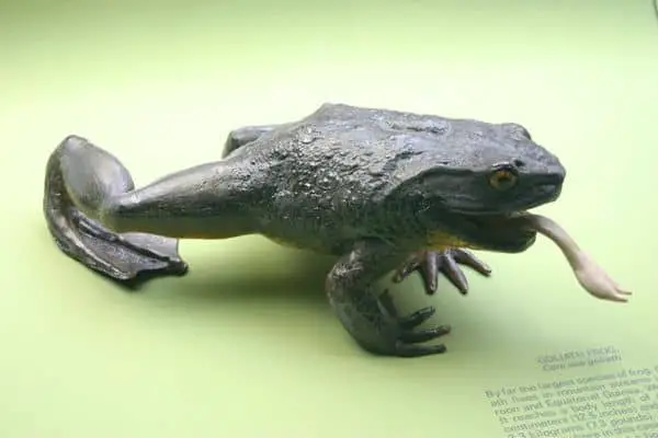 Goliath frog in the museum