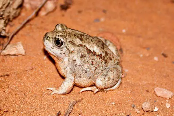 Great basin spadefoot toad