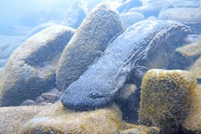 Eastern hellbender