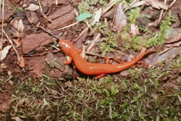 Mud Salamander on muddy surface