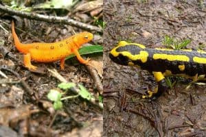 Newts vs. Salamanders (8 Key Differences)