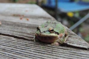 4 Types of Tree Frogs in California (With Pictures)