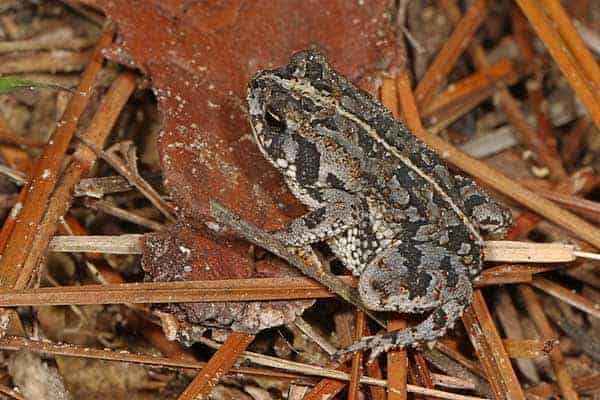 Oak toad