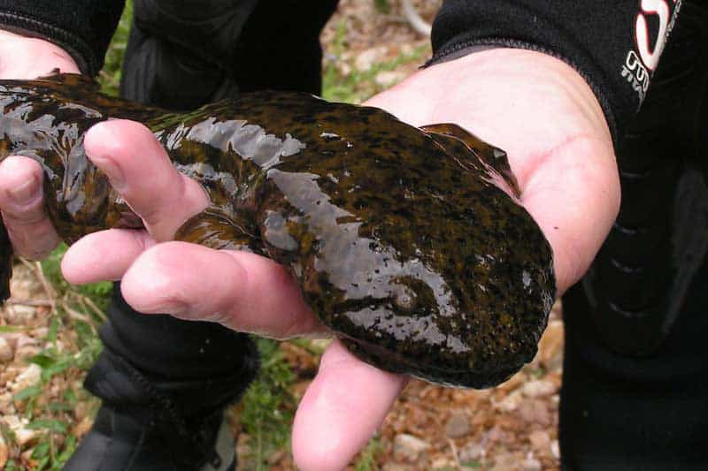 Ozark hellbender