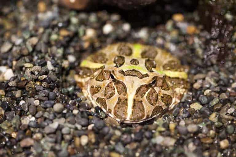 Top 5 Best Terrariums For Pacman Frogs (Buying Guide) The Critter Hideout