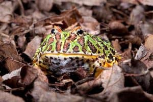 9 Frogs That Eat Mice (With Pictures)